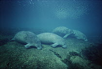 West Indian Manatee (Trichechus manatus) group dozing in the shallows at the main spring near Banana Island, Kings Bay, Crystal River, Florida