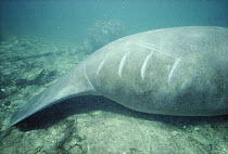 West Indian Manatee (Trichechus manatus) has propeller cuts on the tail, every year boats kill dozens of manatees, Kings Bay, Crystal River, Florida