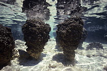 Stromatolites, colonies of blue-green algae, the oldest life form that still exists today fossils dated to over three billion years ago, Hamelin pool, Western Australia