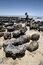 Tourist photographing stromatolites, colonies of blue-green algae, the oldest life form that still exists today fossils dated to over three billion years ago, Hamelin Pool, Western Australia