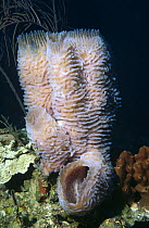 Azure Vase Sponge (Callyspongia plicifera), West Caicos, British West Indies, Caribbean