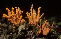 Sponge (Isodictya sp) group underwater, Halfway Rock, Glouchester, Massachusetts