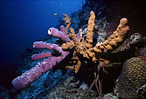 Sponge (Verongia lacunosa), South Caicos, British West Indies, Caribbean
