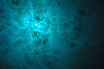 Moon Jelly (Aurelia aurita) in the plankton rich waters of Ningaloo Reef, Exmouth, Western Australia, Australia