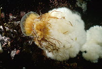 Lion's Mane (Cyanea capillata) jellyfish ensnared by a Frilled Sea Anemone (Metridium senile), British Columbia, Canada