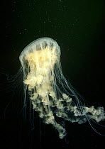 Egg-yolk Jellyfish (Phacellophora camtschatica), Saanich Inlet, British Columbia, Canada