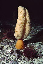 Orange Sea Pen (Ptilosarcus gurneyi) with sea urchins, Vancouver Island, British Columbia, Canada