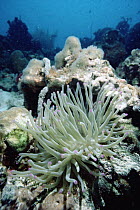 Giant Caribbean Anemone (Condylactis gigantea), Bonaire