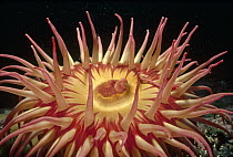 Fish-eating Sea Anemone (Urticina piscivora) portrait, underwater, British Columbia, Canada