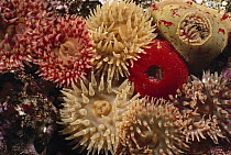 Mottled Anemone (Urticina crassicornis) group some with tentacles extended to feed, British Columbia, Canada