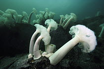 Frilled Sea Anemone (Metridium sp) growing on shallow rocks near the south end of Browning Pass affected by ocean currents, British Columbia, Canada