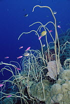 Sea Fan (Junceella sp) stand on a deep reef slope at a depth of about 25mm, Kimbe Bay, Papua New Guinea