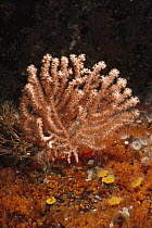 Gorgonian Coral (Calcigorgia spiculifera) amidst Taylor's Colonial Tunicates (Metandrocarpa taylori), British Columbia, Canada