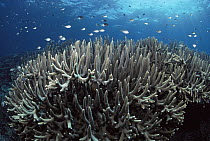 Staghorn Coral (Acropora robusta) and several species of small Damselfish (Chromis sp), Great Barrier Reef, Australia