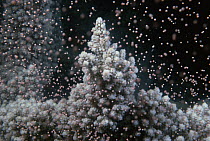 Staghorn Coral (Acropora cervicornis) colony releasing egg-sperm bundles during the mass coral spawning each March at Ningaloo Reef, Western Australia