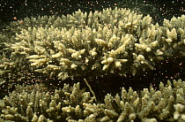 Stony Coral (Acropora sp) colony releasing egg-sperm bundles during the mass coral spawning each March at Ningaloo Reef, Western Australia