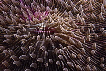 Mushroom Coral (Fungia repanda) with its tentacles extended at night to capture food, Lizard Island, Great Barrier Reef, Australia