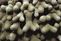 Clubbed Finger Coral (Porites porites), South Caicos, British West Indies
