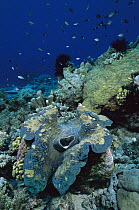 Giant Clam (Tridacna gigas) on reef showing siphon, Milne Bay, Papua New Guinea