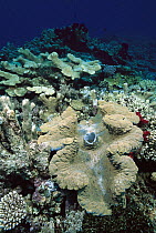 Giant Clam (Tridacna gigas) on ocean floor, Milne Bay, Papua New Guinea