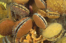 Doughboy Scallop (Chlamys asperrima) group with bright blue eyes and sponge-encrusted shells, Edithburgh, South Australia, Australia
