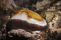 Chestnut Cowry (Cypraea spadicea) with extended mantle, Channel Islands, California