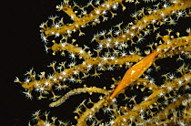 Allied Cowry (Phenacovolva recurva) camouflaged on coral, Bali, Indonesia