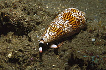 Textile Cone (Conus textile) snail, highly toxic, Bali, Indonesia