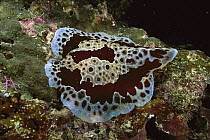 Pleurobranch (Pleurobranchus sp) sea slug, Manado, Sulawesi, Indonesia
