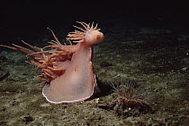 Giant Nudibranch (Dendronotus iris) attacking a Tube-dwelling Anemone (Pachycerianthus fimbriatus), Vancouver Island, British Columbia, Canada. Sequence 3 of 5