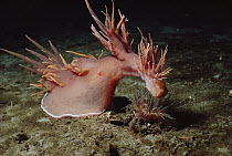 Giant Nudibranch (Dendronotus iris) attacking a Tube-dwelling Anemone (Pachycerianthus fimbriatus), Vancouver Island, British Columbia, Canada. Sequence 4 of 5