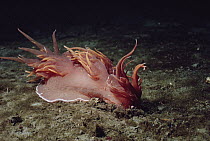 Giant Nudibranch (Dendronotus iris) attacking a Tube-dwelling Anemone (Pachycerianthus fimbriatus), Vancouver Island, British Columbia, Canada. Sequence 5 of 5