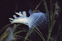 Lion Nudibranch (Melibe leonina) with hood extended as it feeds in the ocean current, Vancouver Island, British Columbia, Canada
