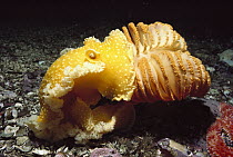 Orange Peel Nudibranch (Tochuina tetraquetra) eating an Orange Sea Pen (Ptilosarcus gurneyi), British Columbia, Canada