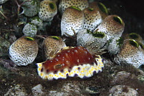 Collingwood's Chromodorid (Chromodoris collingwoodi) nudibranch, Bali, Indonesia