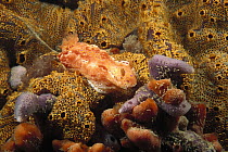 Short-tailed Ceratosoma (Ceratosoma brevicaudatum) crawling on a piling encrusted with Compound Ascidians and Sponges, Edithburgh, South Australia