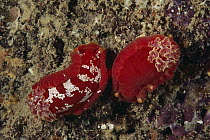 Spanish Dancer (Hexabranchus sanguineus) nudibranch pair mating, Hawaii