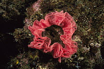 Spanish Dancer (Hexabranchus sanguineus) nudibranch egg ribbon, Kimbe Bay, Papua New Guinea