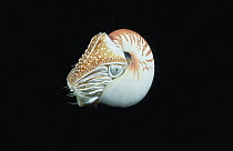 Chambered Nautilus (Nautilus pompilius), Milne Bay, Papua New Guinea