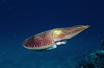 Broadclub Cuttlefish (Sepia latimanus), Andaman Sea, Thailand