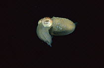 Bobtail Squid (Euprymna sp) young swimming, Edithburgh, Australia