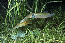 Bigfin Reef Squid (Sepioteuthis lessoniana) pair laying eggs among a stand of sea grass, Milne Bay, Papua New Guinea