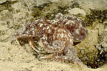 Southern Keeled Octopus (Octopus berrima) with a Sand Crab (Ovalipes sp) it has captured to eat, Edithburgh, South Australia