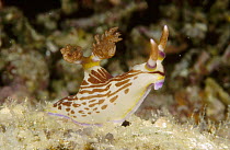 Nudibranch (Nembrotha sp), Manado, North Sulawesi, Indonesia