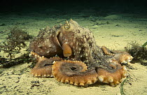Maori Octopus (Octopus maorum) is the largest Octopus found in Australia, can have an arm span in excess of two meters, South Australia, Australia
