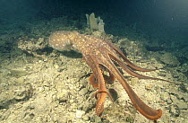 Maori Octopus (Octopus maorum) is the largest Octopus found in Australia, can have an arm span in excess of two meters, Edithburgh, South Australia