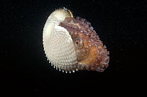 Paper Nautilus (Argonauta nodosa) is actually a pelagic Octopus, females make the parchment-like shell to carry incubating eggs, South Australia