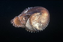 Paper Nautilus (Argonauta nodosa) is actually a pelagic Octopus, females make the parchment-like shell to carry incubating eggs, South Australia