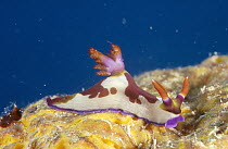 Nudibranch (Nembrotha sp) underwater, side view, Manado, North Sulawesi, Indonesia