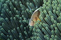 Skunk Anemonefish (Amphiprion akallopisos) living with a Magnificent Sea Anemone (Heteractis magnifica), Bali, Indonesia